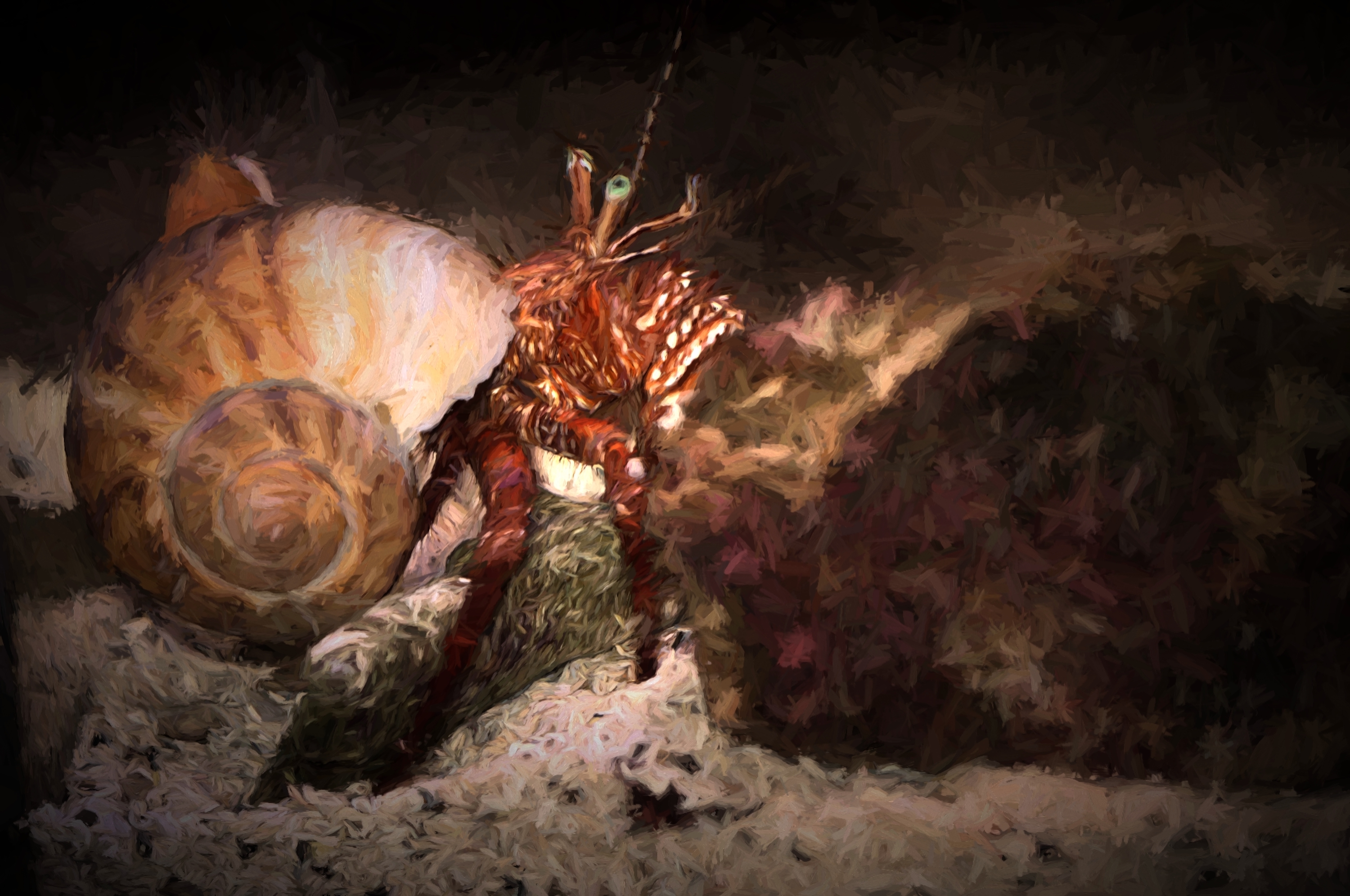 A Hermit Crab 5